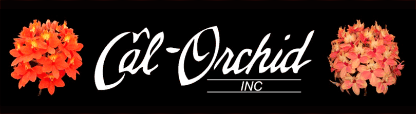 Cal Orchid Logo