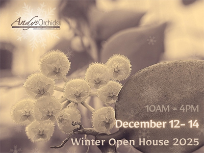 andys orchids
