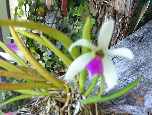 Southern California Orchid Species Society