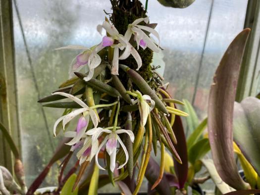 Leptotes Southern California Orchid Species Society