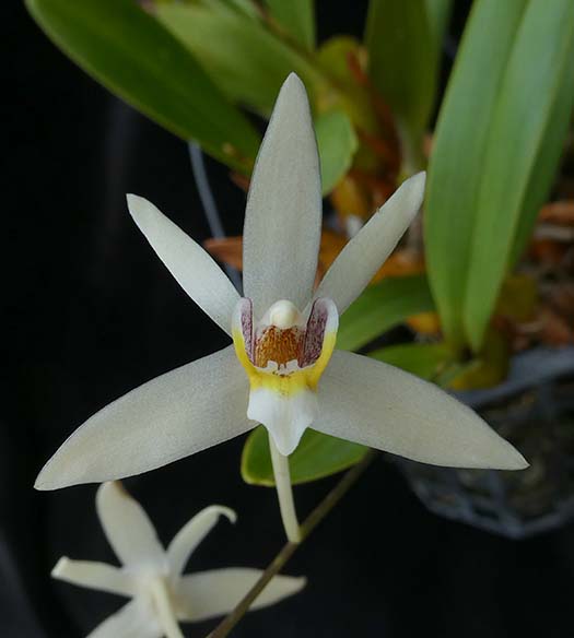 New Species Of Miniature Orchid Discovered In Colombia New Species Of Miniature Orchid Discovered In Colombia