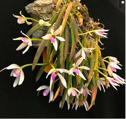 Leptotes Southern California Orchid Species Society