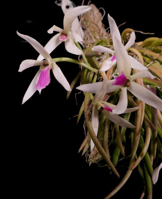 Leptotes Southern California Orchid Species Society