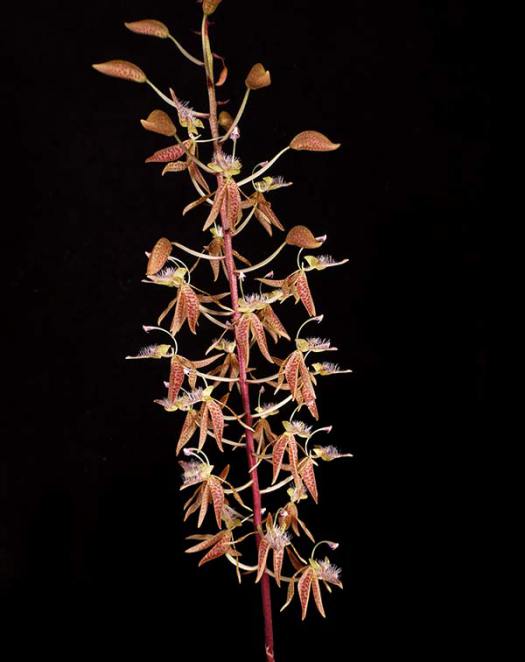 Polyorchids Southern California Orchid Species Society