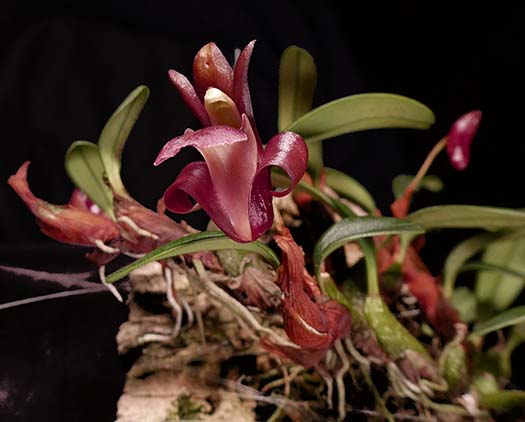 Orchidea Miniatura Profumata Epigeneium Sanseiense &ndash; Specie Rara, Clima Intermedio-caldo