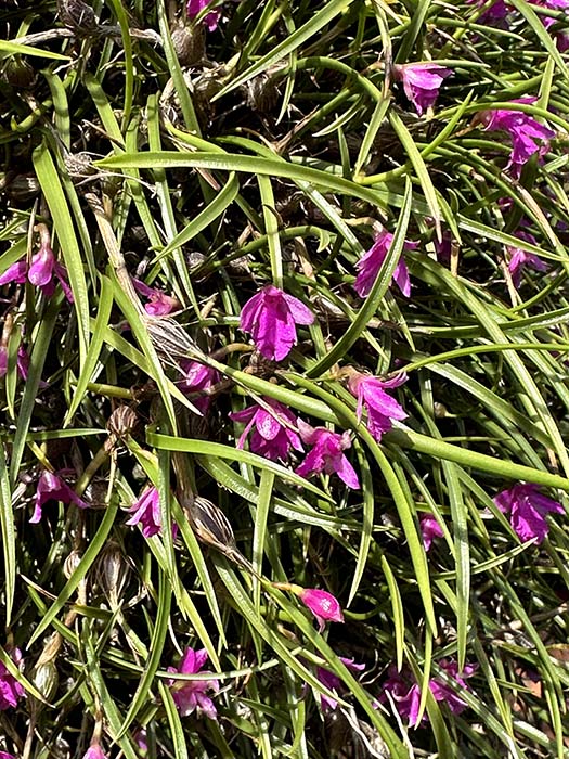 Southern California Orchid Species Society 02-23