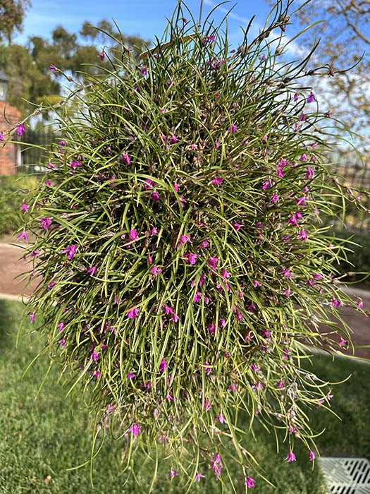 Southern California Orchid Species Society 02-23