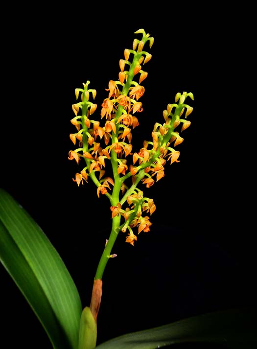 Polyorchids Southern California Orchid Species Society