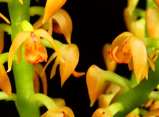 Polyorchids Southern California Orchid Species Society