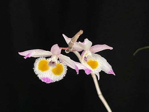 Southern California Orchid Species Society
