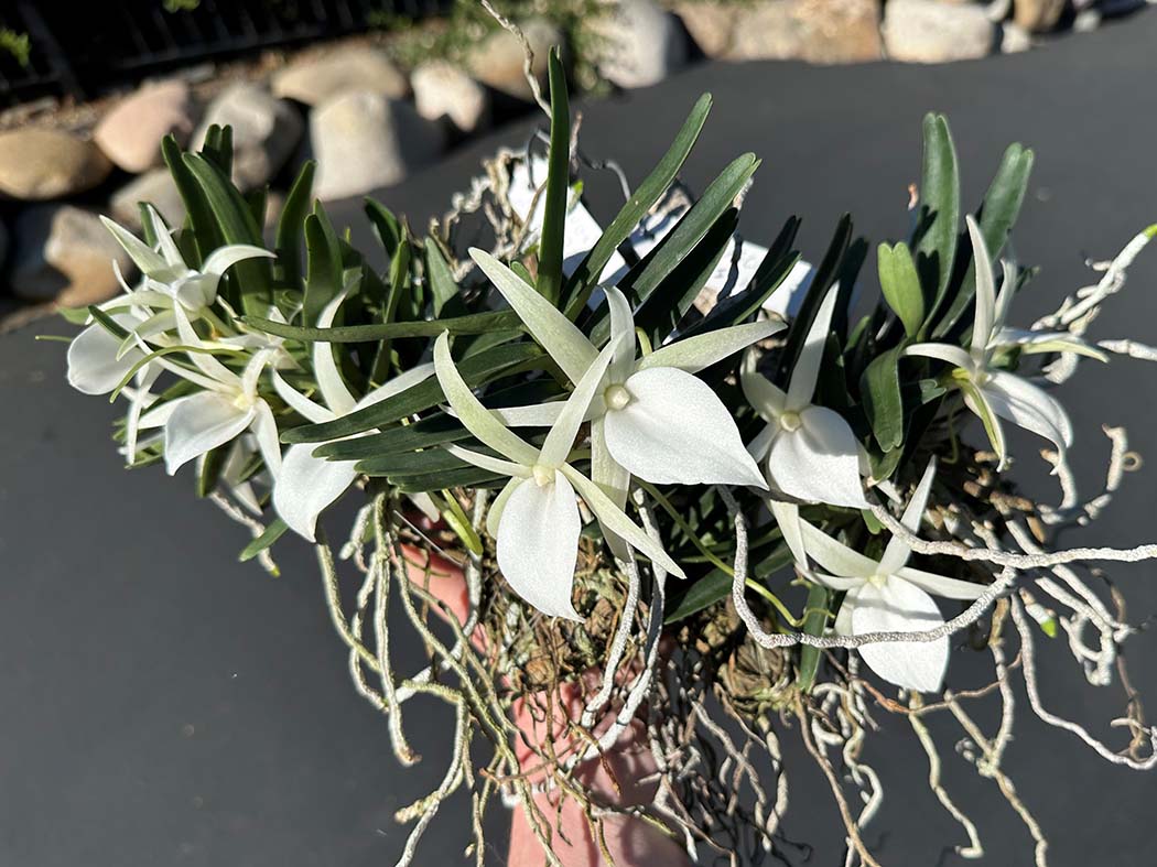 Southern California Orchid Species Society 078-24