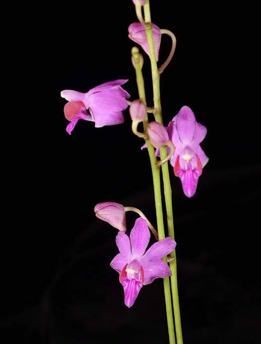Southern California Orchid Species Society 10-24