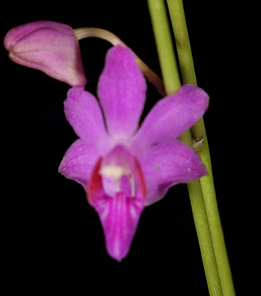 Southern California Orchid Species Society 10-24