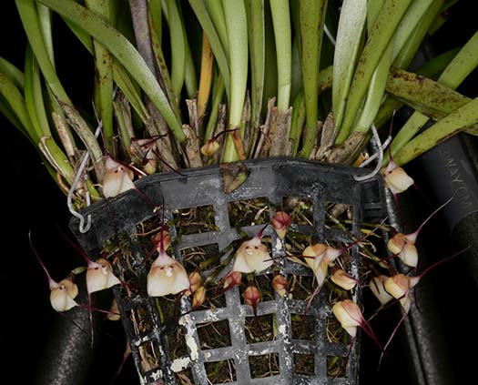 Roberta Racula Southern California Orchid Species Society 05-2025