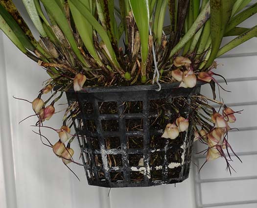 Roberta Racula Southern California Orchid Species Society 05-2025