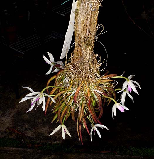 Leptotes Southern California Orchid Species Society 05-2025